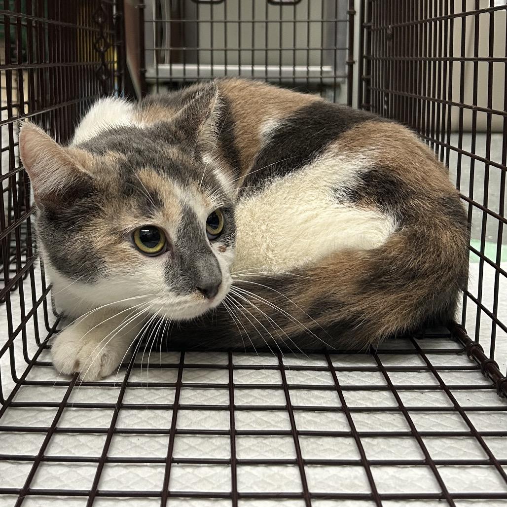 Milky Way, Adoptable, Young Female Domestic Short Hair.