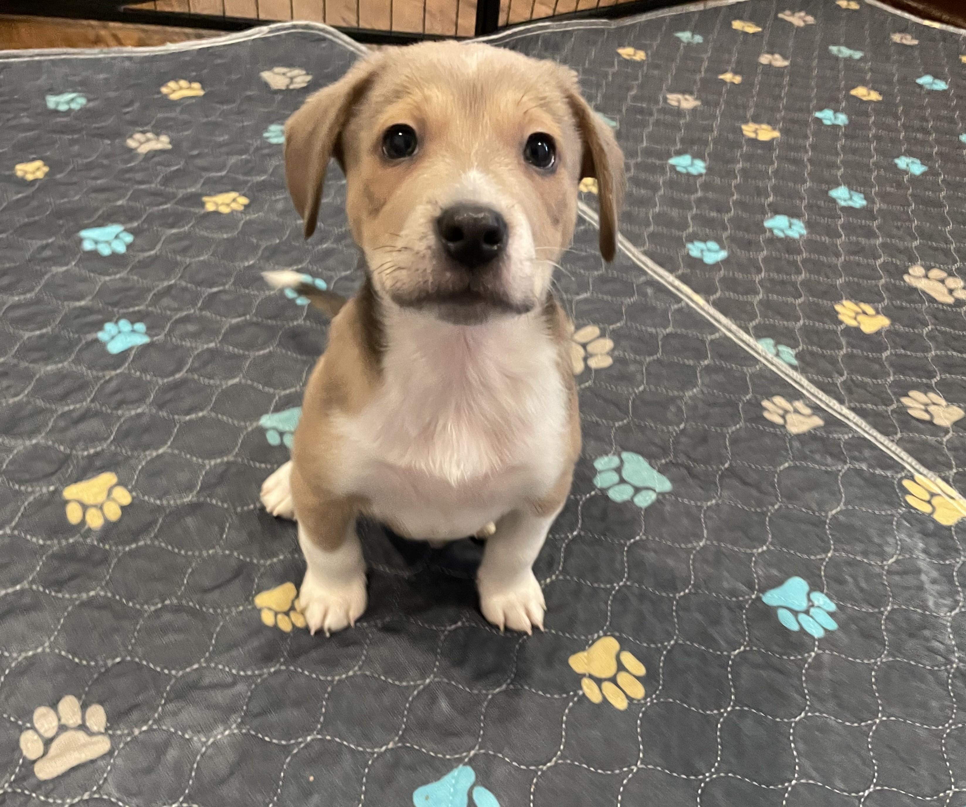 Georgie, a ADOPTABLE mixed breed in Union Grove, WI image 1/3