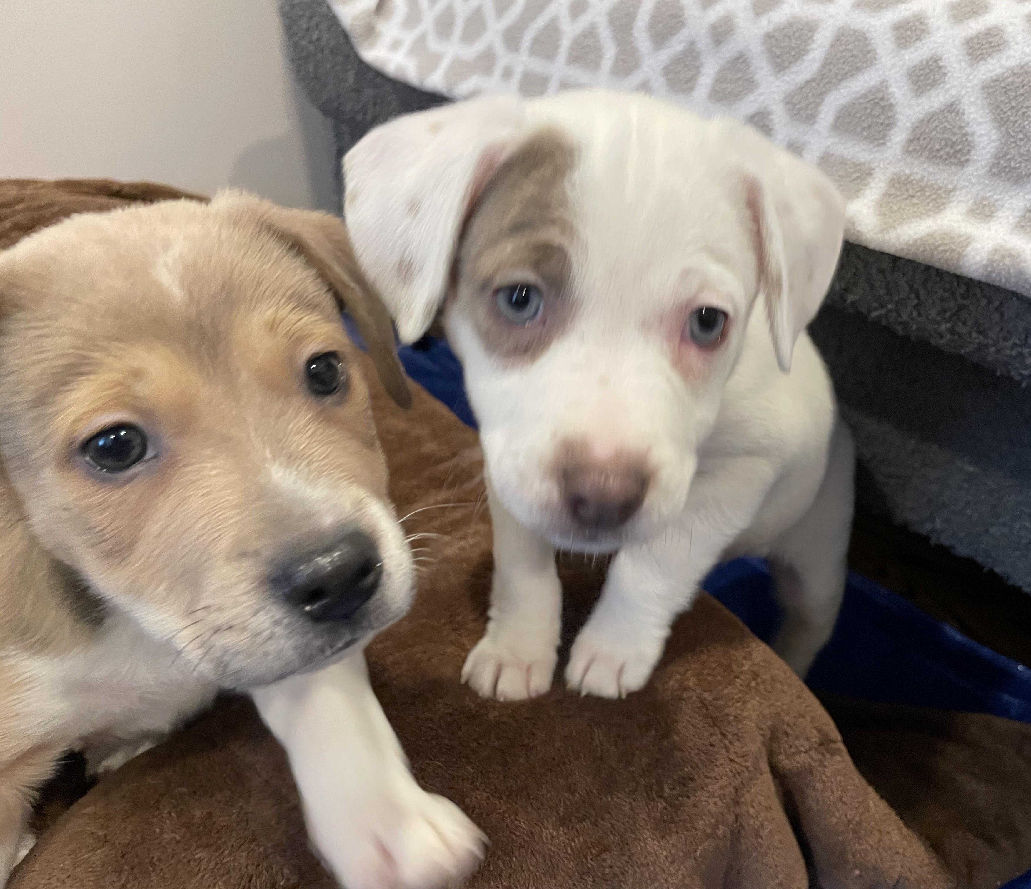 Georgie — thumbnail 2