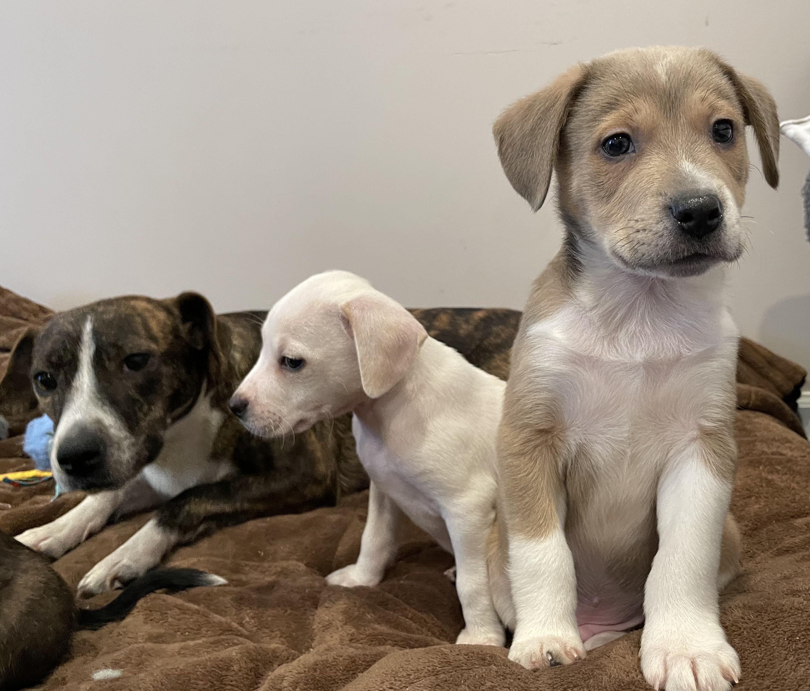 Georgie — thumbnail 3