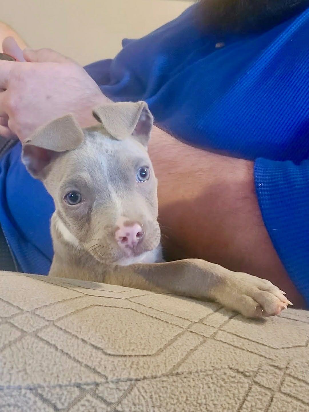 Grayson, Adoptable, Puppy Male Pit Bull Terrier.