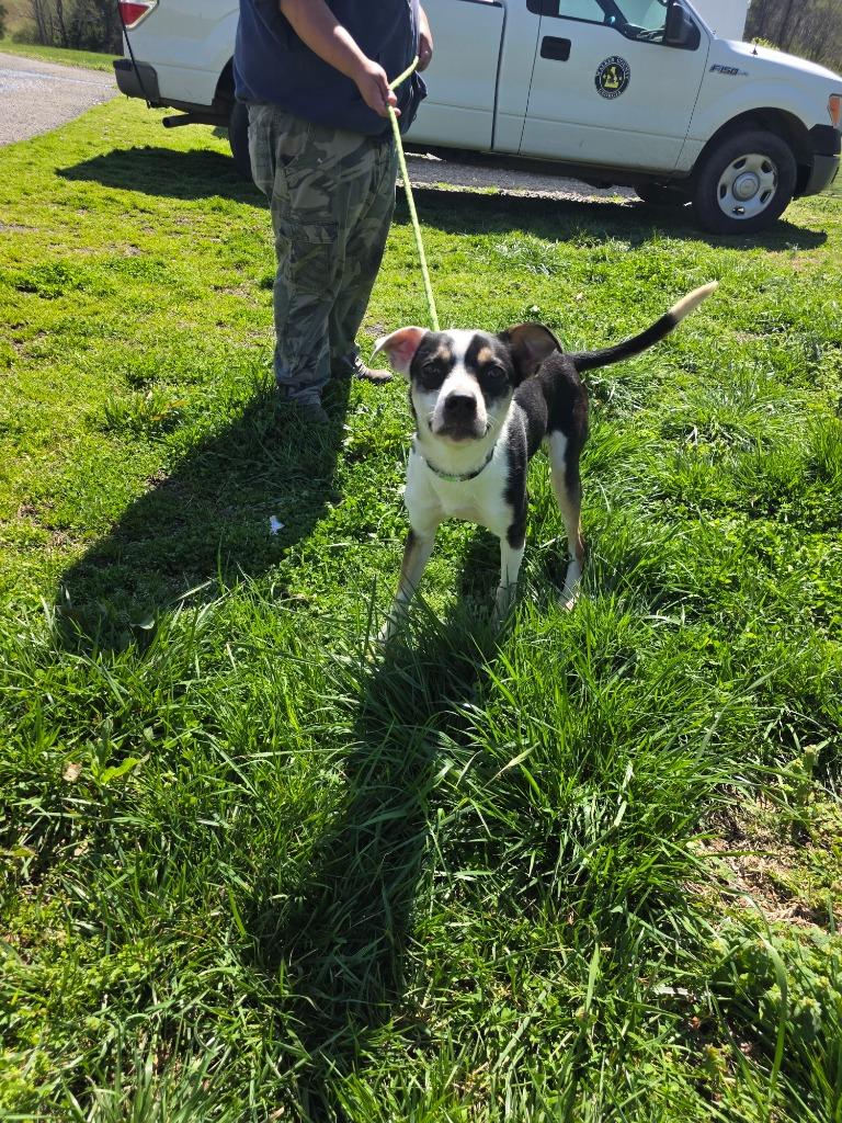 Clint - Available For Adoption, Adoptable, Puppy Male Mixed Breed.