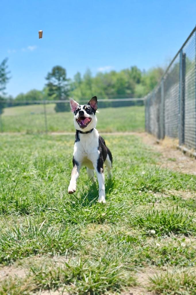 Enlarge Clint - Available For Adoption, a Adoptable mixed breed in Chickamauga , GA image 2/5