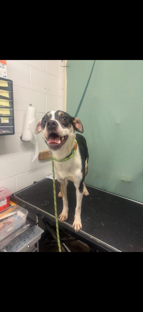 Enlarge Clint - Available For Adoption, a Adoptable mixed breed in Chickamauga , GA image 3/5