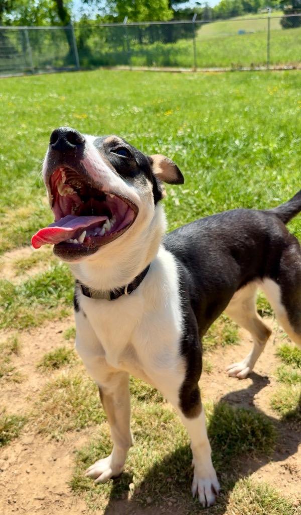 Enlarge Clint - Available For Adoption, a Adoptable mixed breed in Chickamauga , GA image 4/5