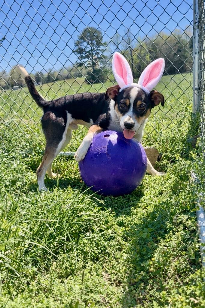 Enlarge Clint - Available For Adoption, a Adoptable mixed breed in Chickamauga , GA image 5/5