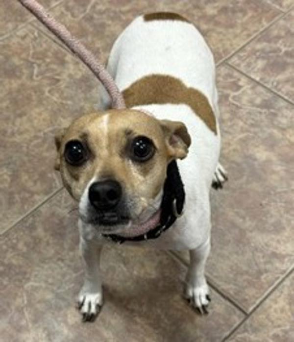 Tikki, Adoptable, Senior Female Jack Russell Terrier.
