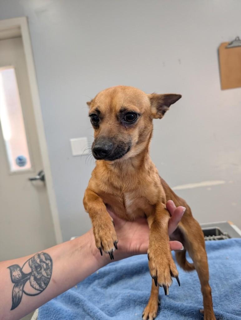 Enlarge A210361, a Adoptable Chihuahua in Olivehurst, CA image 1/1