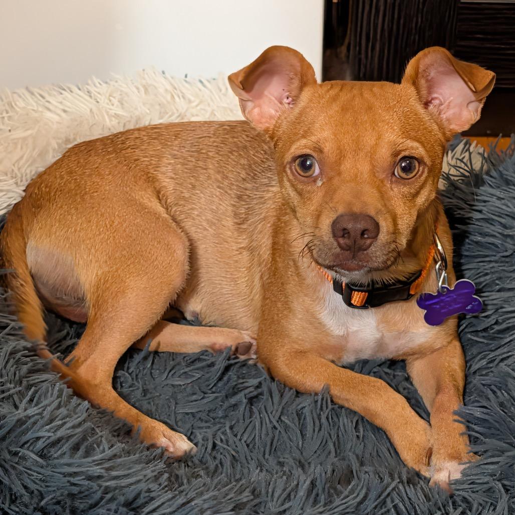 Reese's Pieces, Adoptable, Adult Male Chihuahua & Mixed Breed.