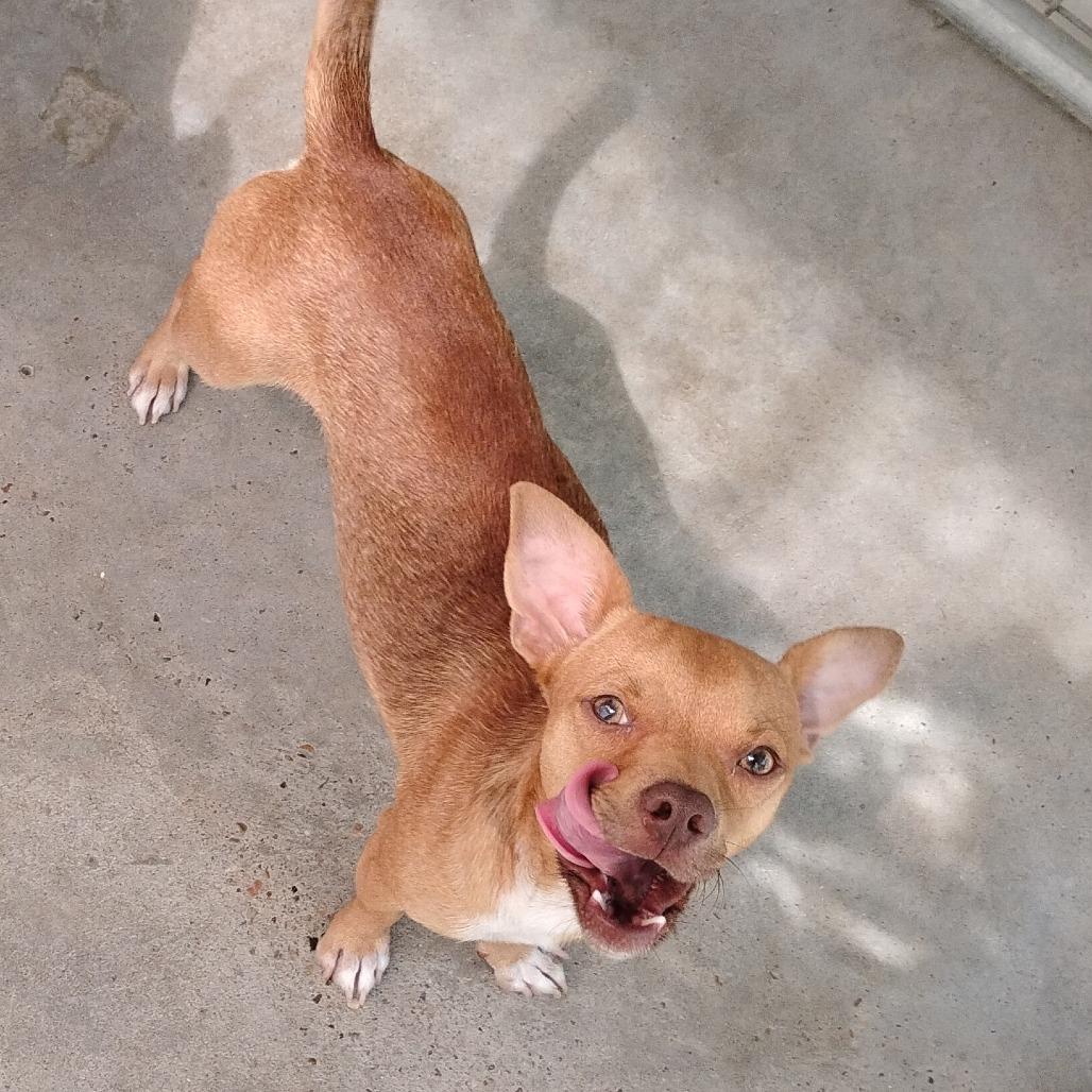 Enlarge Reese's Pieces, a Adoptable mixed breed in Chicago, IL image 2/6