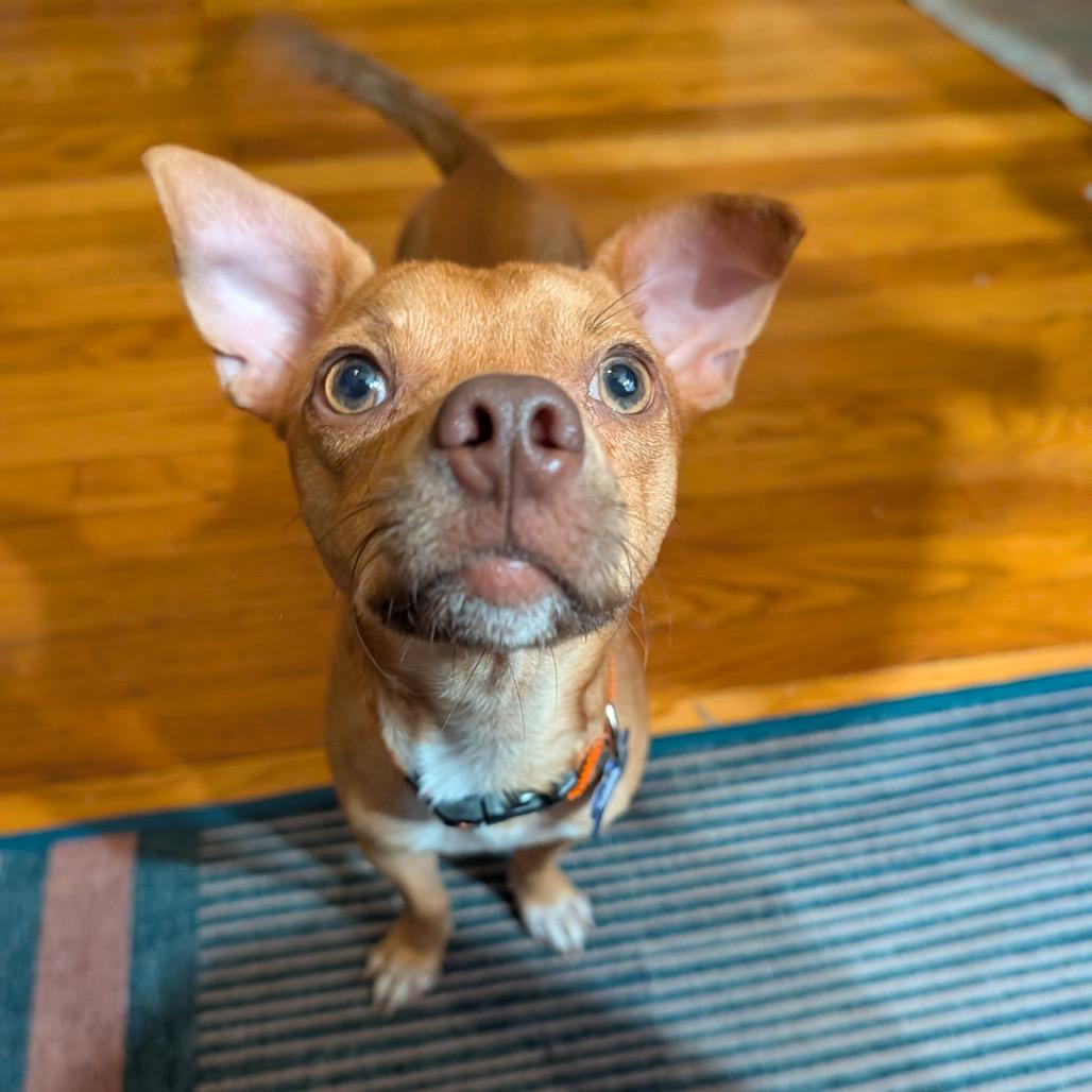 Enlarge Reese's Pieces, a Adoptable mixed breed in Chicago, IL image 3/6