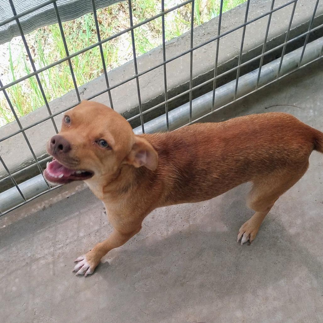 Enlarge Reese's Pieces, a Adoptable mixed breed in Chicago, IL image 4/6
