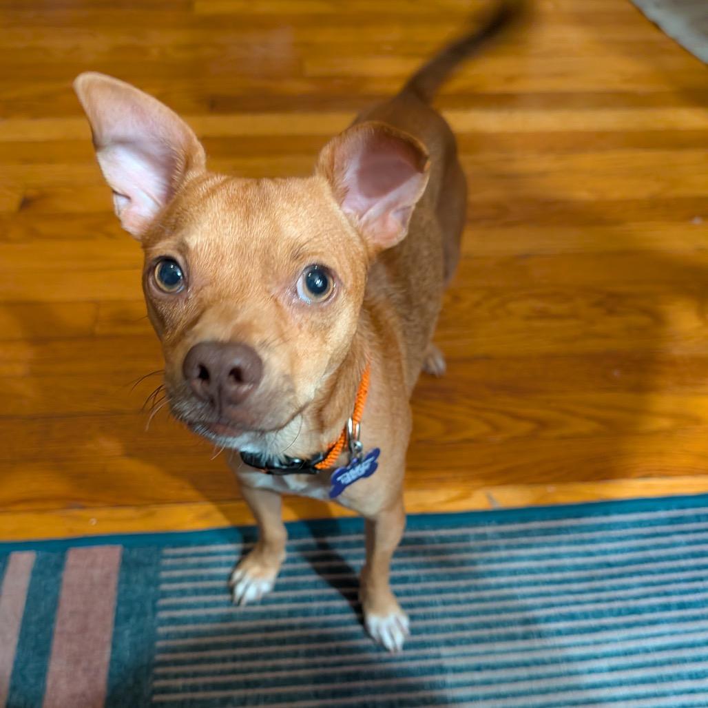 Enlarge Reese's Pieces, a Adoptable mixed breed in Chicago, IL image 5/6