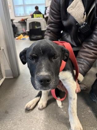 Enlarge Bran, a Adoptable mixed breed in Fresno, CA image 1/1