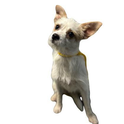Mouse--Rescued, adopted, Young Female Terrier.