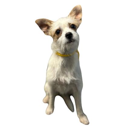Mouse--Rescued, an adopted mixed breed in Red Bluff, CA image 2/2