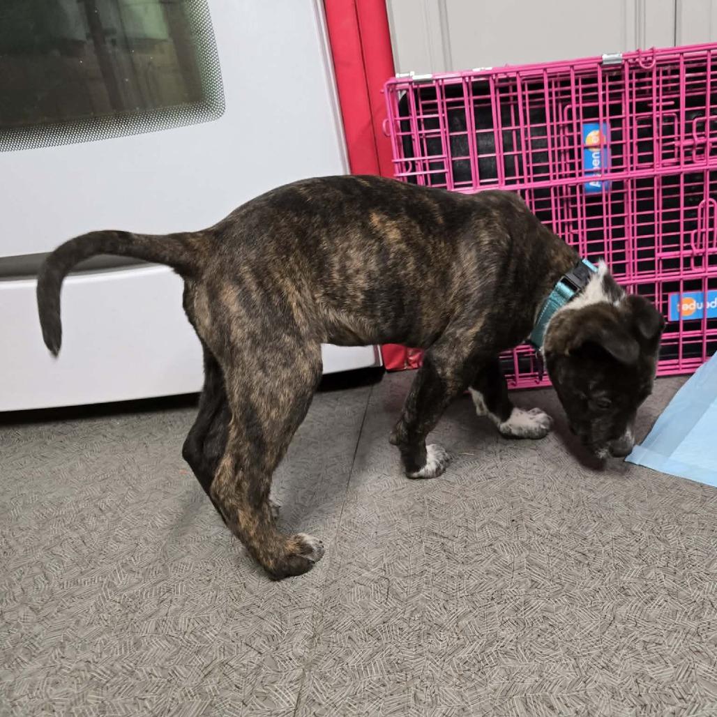 Titan, Adoptable, Puppy Male American Staffordshire Terrier.