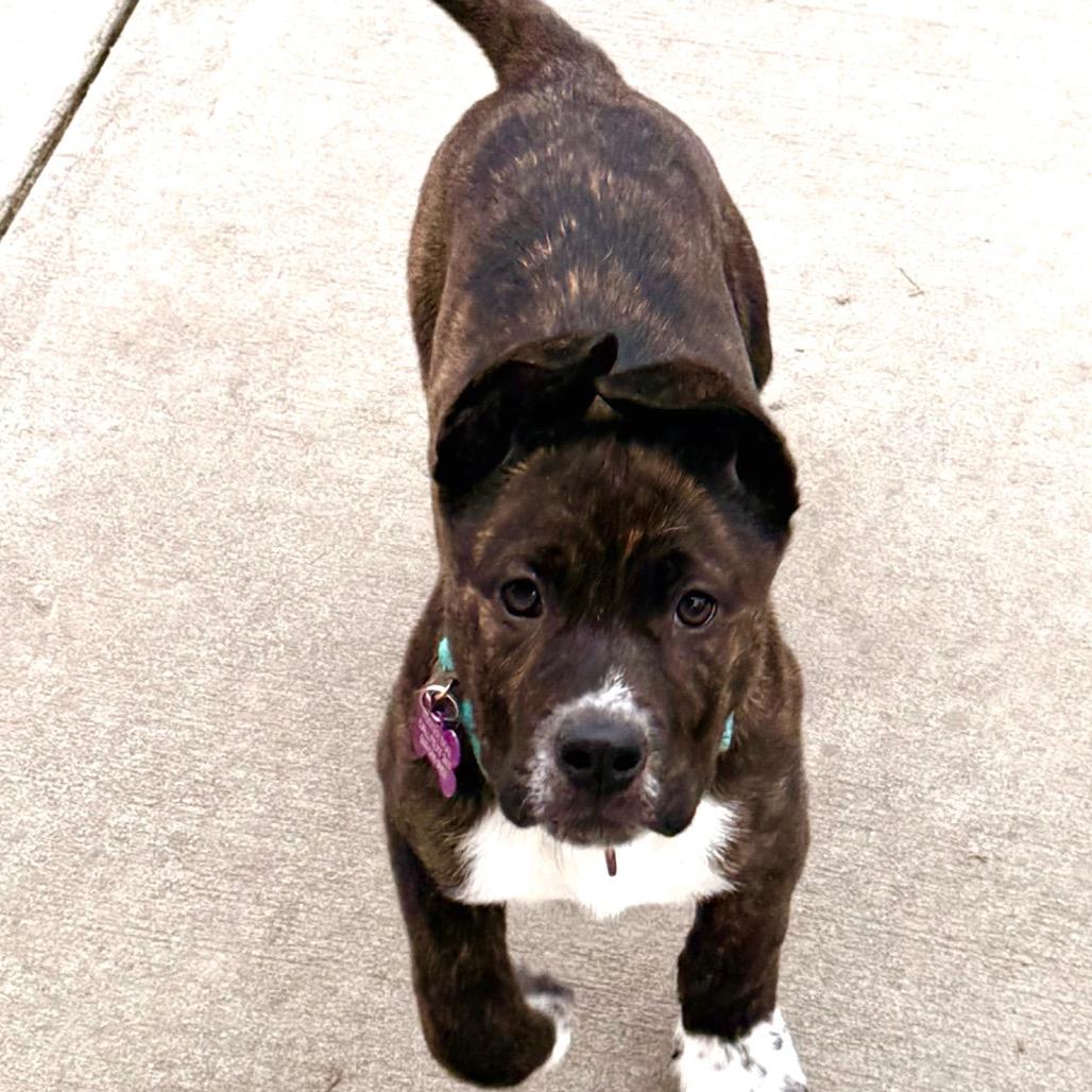 Enlarge Titan, a Adoptable American Staffordshire Terrier in West Richland, WA image 2/6