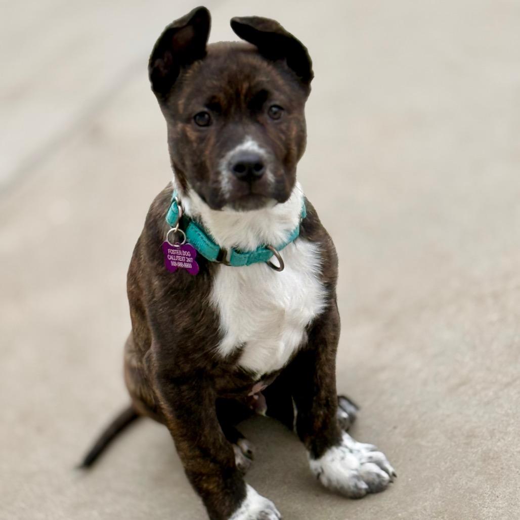 Enlarge Titan, a Adoptable American Staffordshire Terrier in West Richland, WA image 3/6