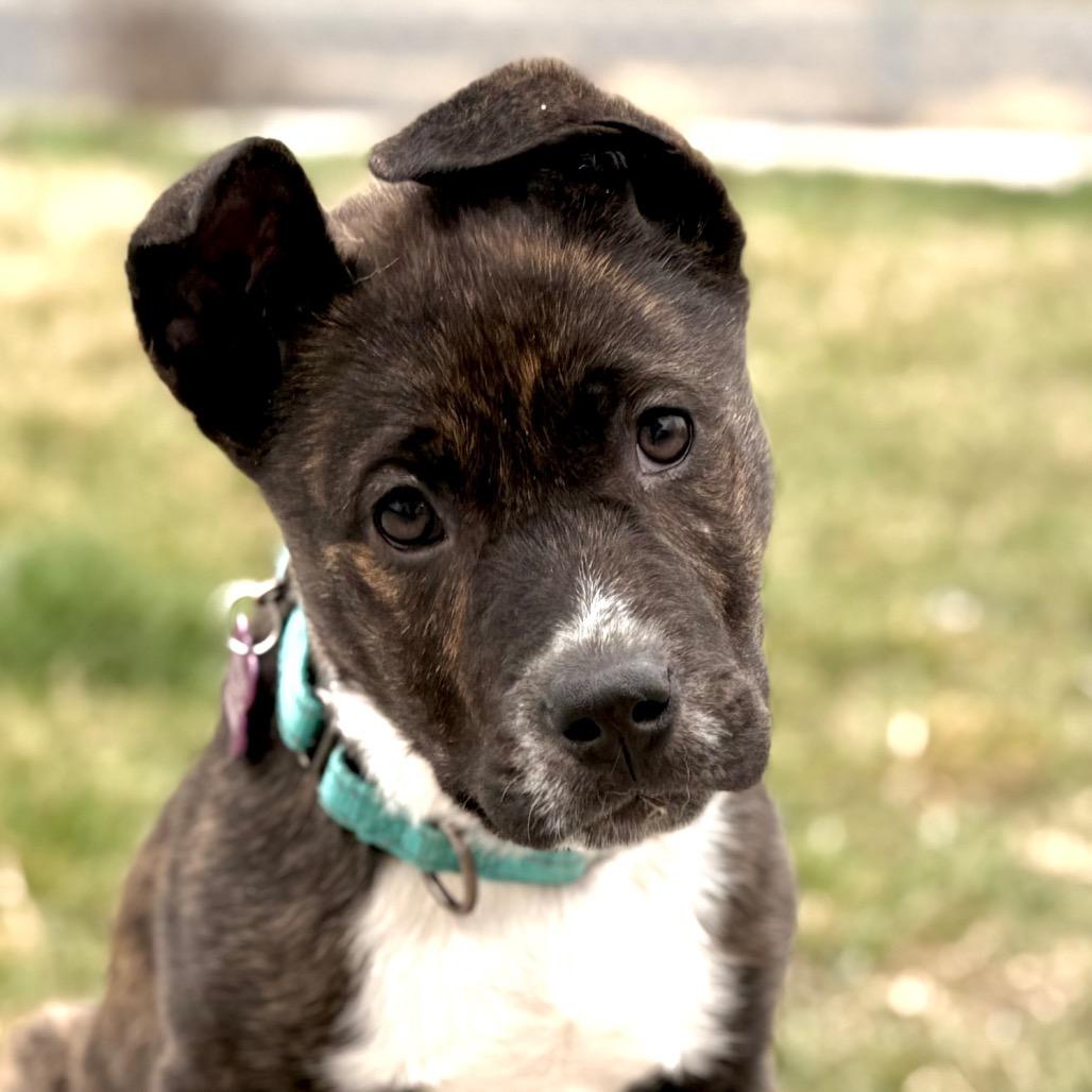 Enlarge Titan, a Adoptable American Staffordshire Terrier in West Richland, WA image 4/6