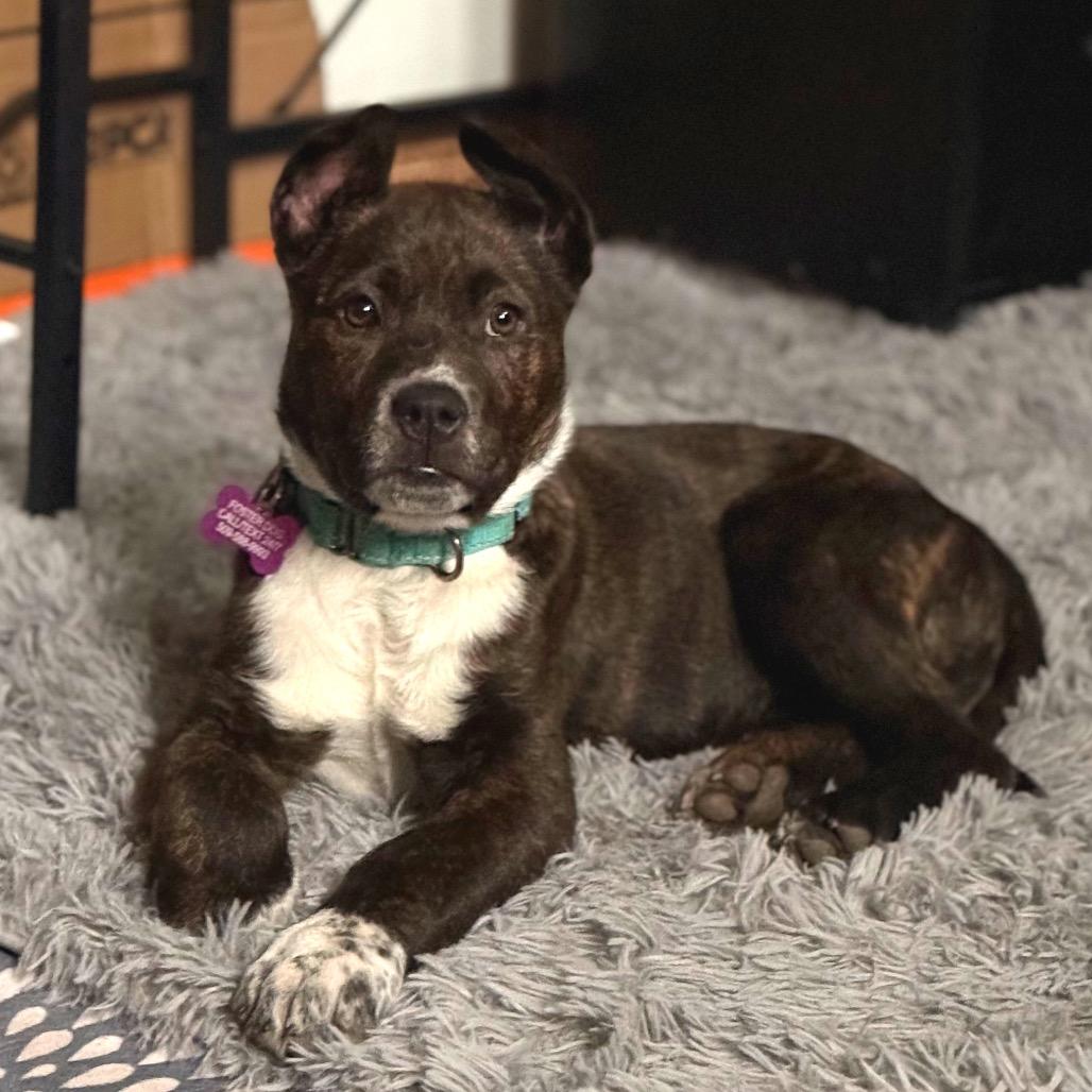 Enlarge Titan, a Adoptable American Staffordshire Terrier in West Richland, WA image 5/6