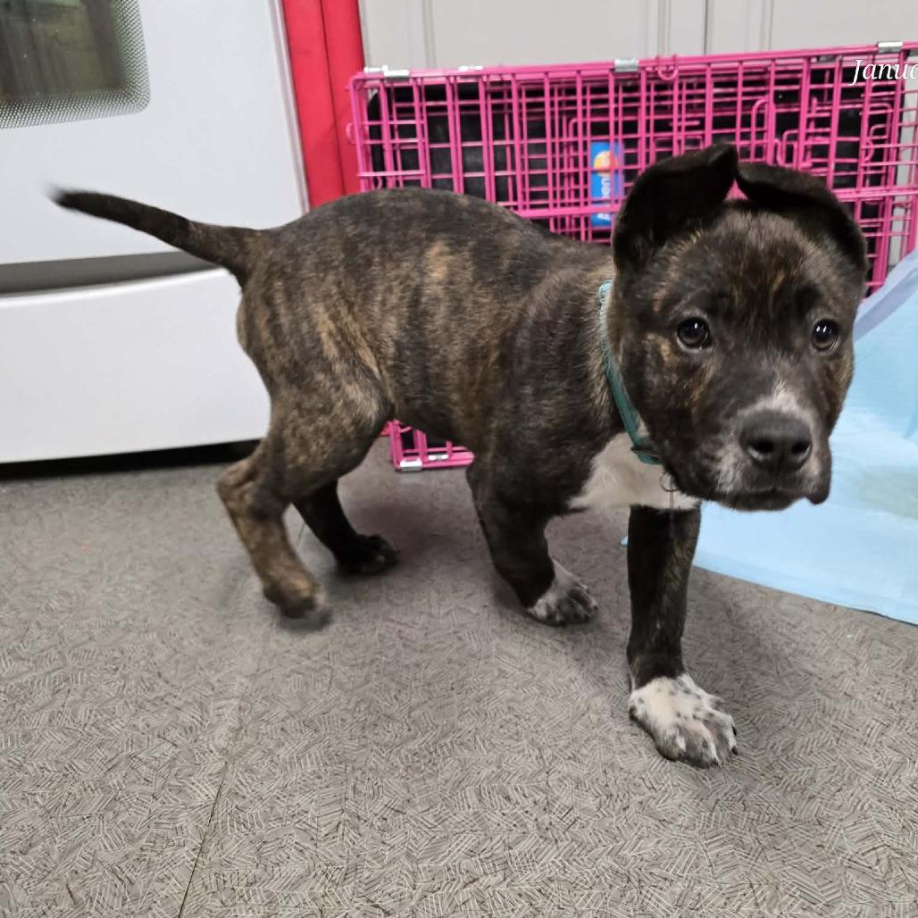 Enlarge Titan, a Adoptable American Staffordshire Terrier in West Richland, WA image 6/6