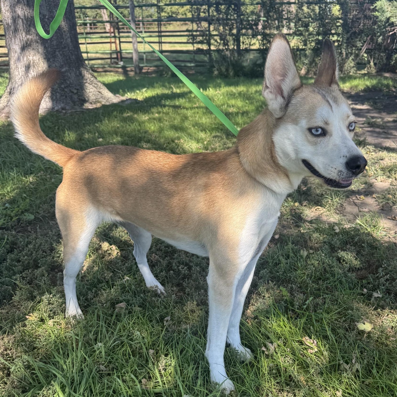 Enlarge Mila , a Adoptable mixed breed in Lexington, NE image 3/3