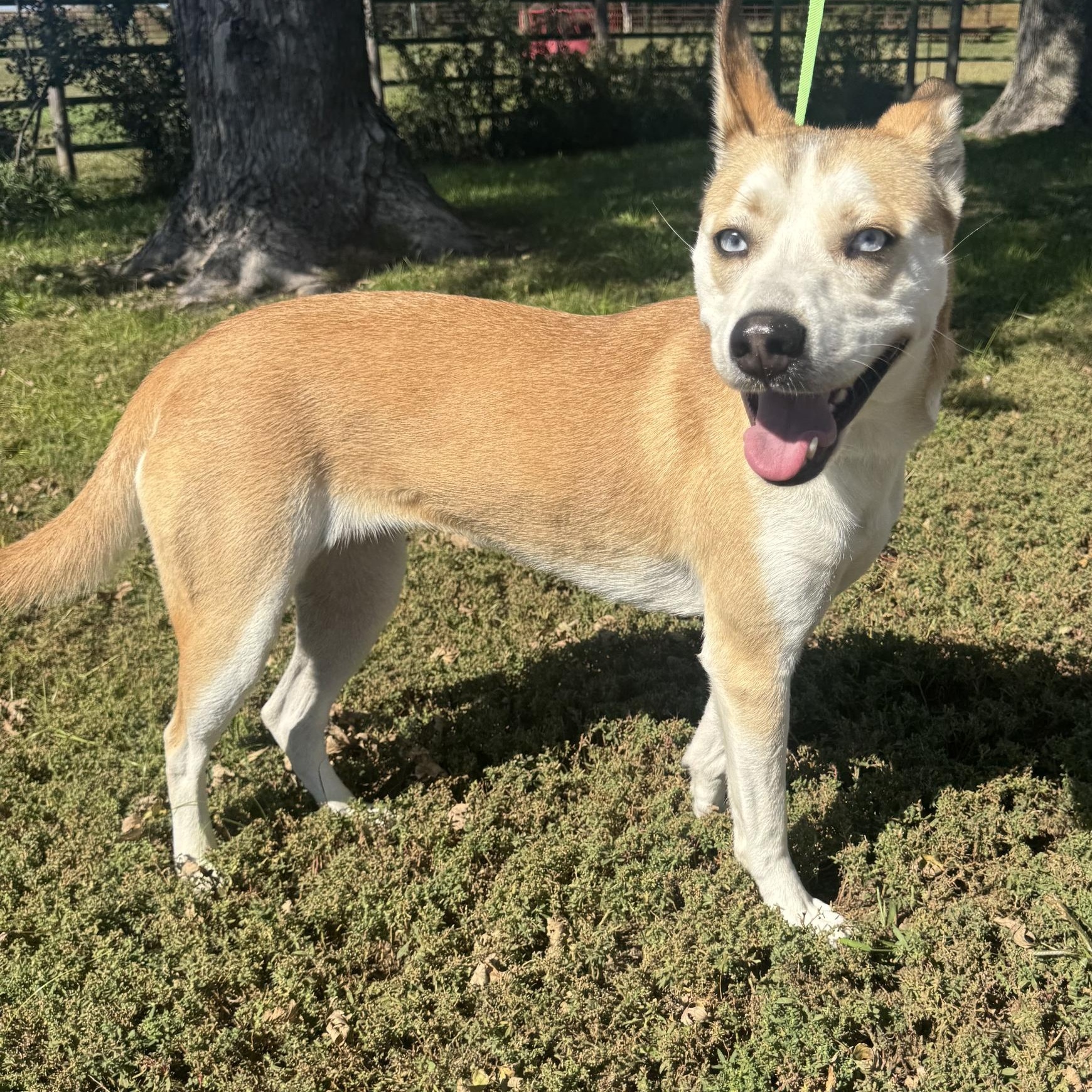 Enlarge Mila , a Adoptable mixed breed in Lexington, NE image 1/3