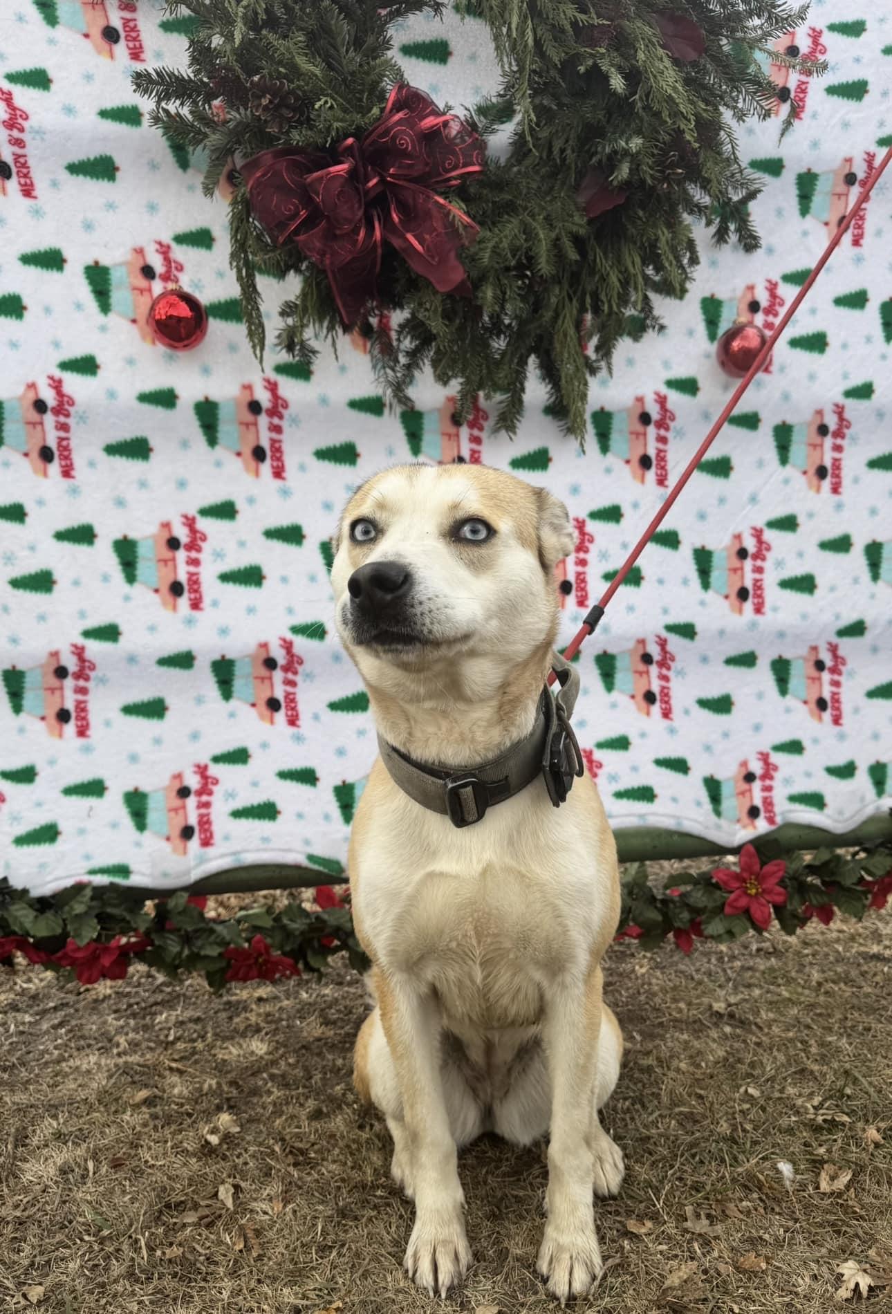 Enlarge Mila , a ADOPTABLE mixed breed in Lexington, NE image 1/1