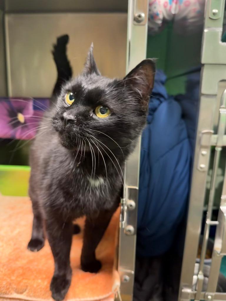 Mo, Adoptable, Adult Male Domestic Short Hair.