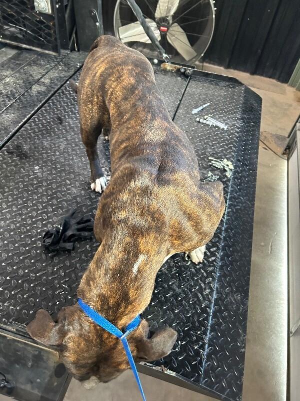 Sissy, Adoptable, Adult Female American Bulldog.