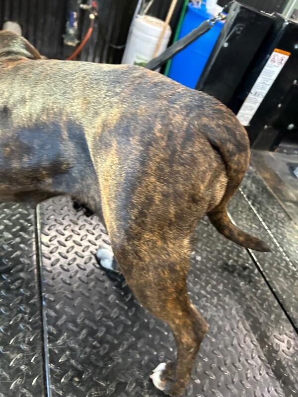 Enlarge Sissy, a Adoptable American Bulldog in Hobbs, NM image 2/6