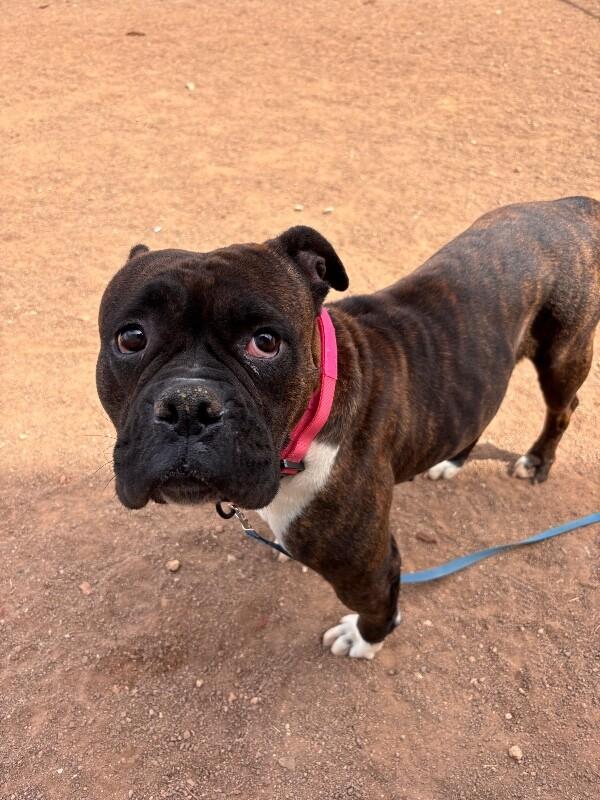 Enlarge Sissy, a Adoptable American Bulldog in Hobbs, NM image 3/6