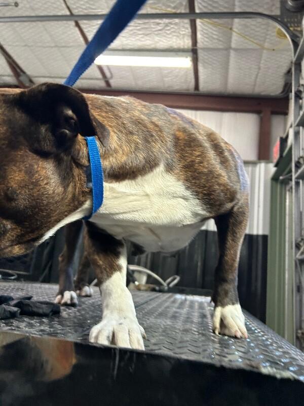 Enlarge Sissy, a Adoptable American Bulldog in Hobbs, NM image 4/6