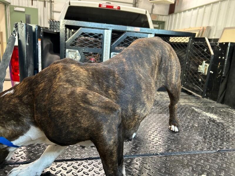 Enlarge Sissy, a Adoptable American Bulldog in Hobbs, NM image 5/6