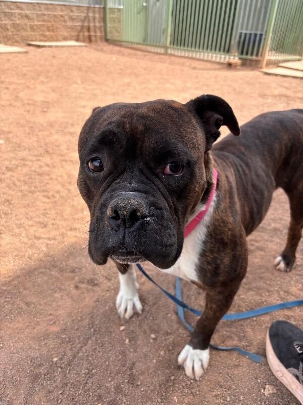 Enlarge Sissy, a Adoptable American Bulldog in Hobbs, NM image 6/6