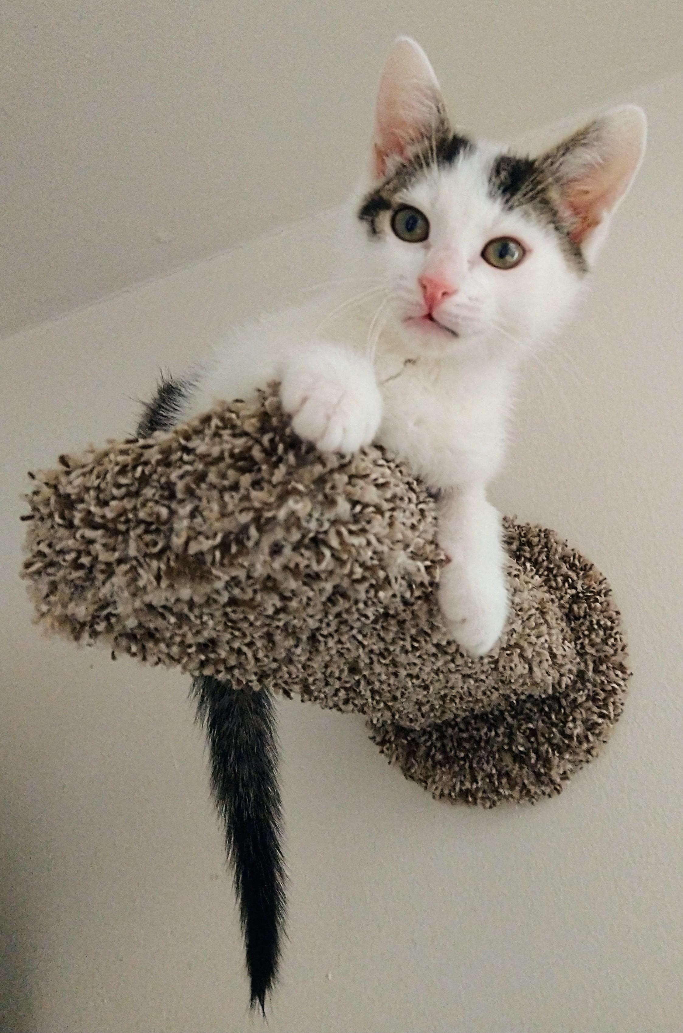 Enlarge Bowie, an adopted Domestic Short Hair in Philadelphia, PA image 6/6