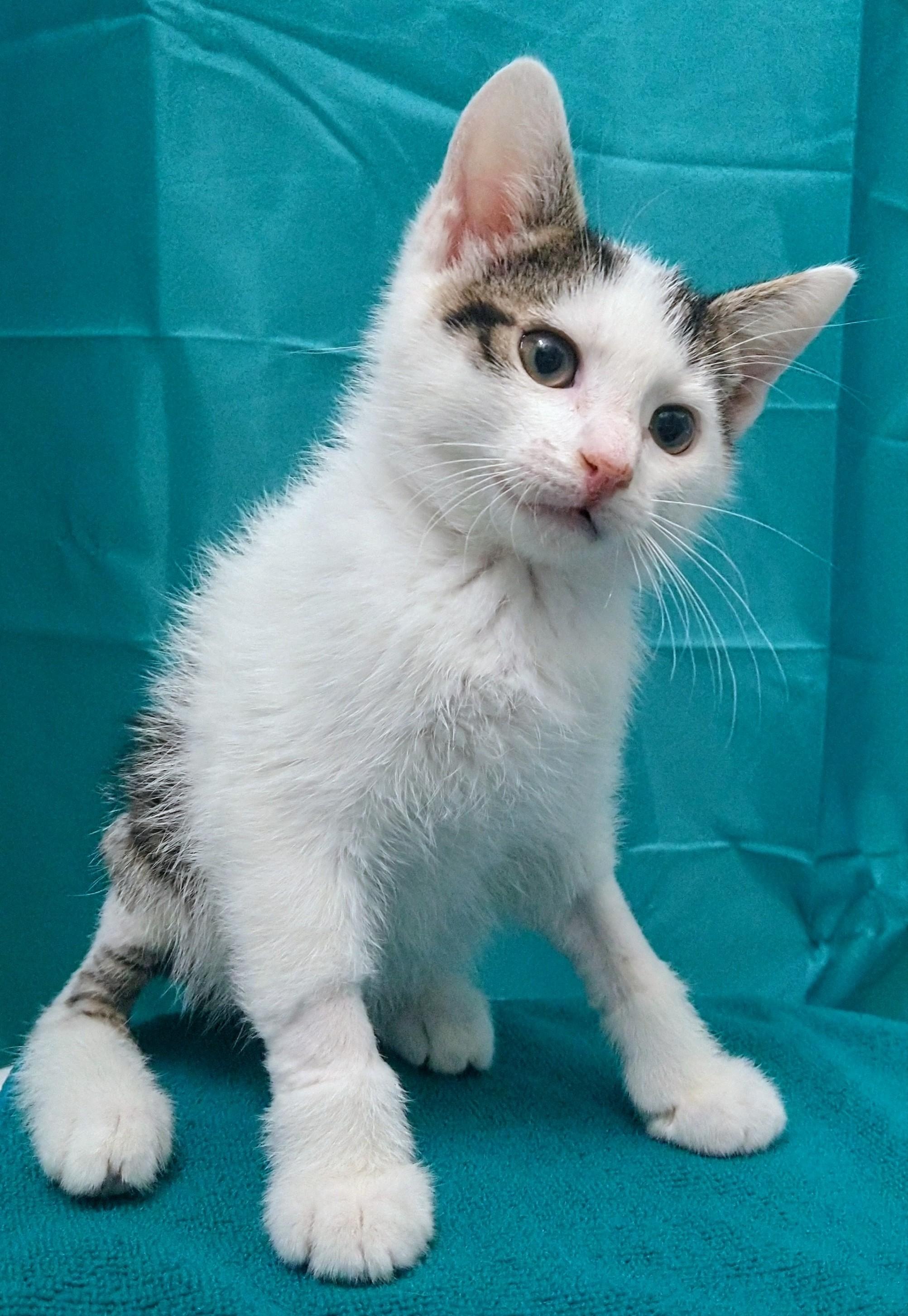 Bowie, adopted, Kitten Male Domestic Short Hair.