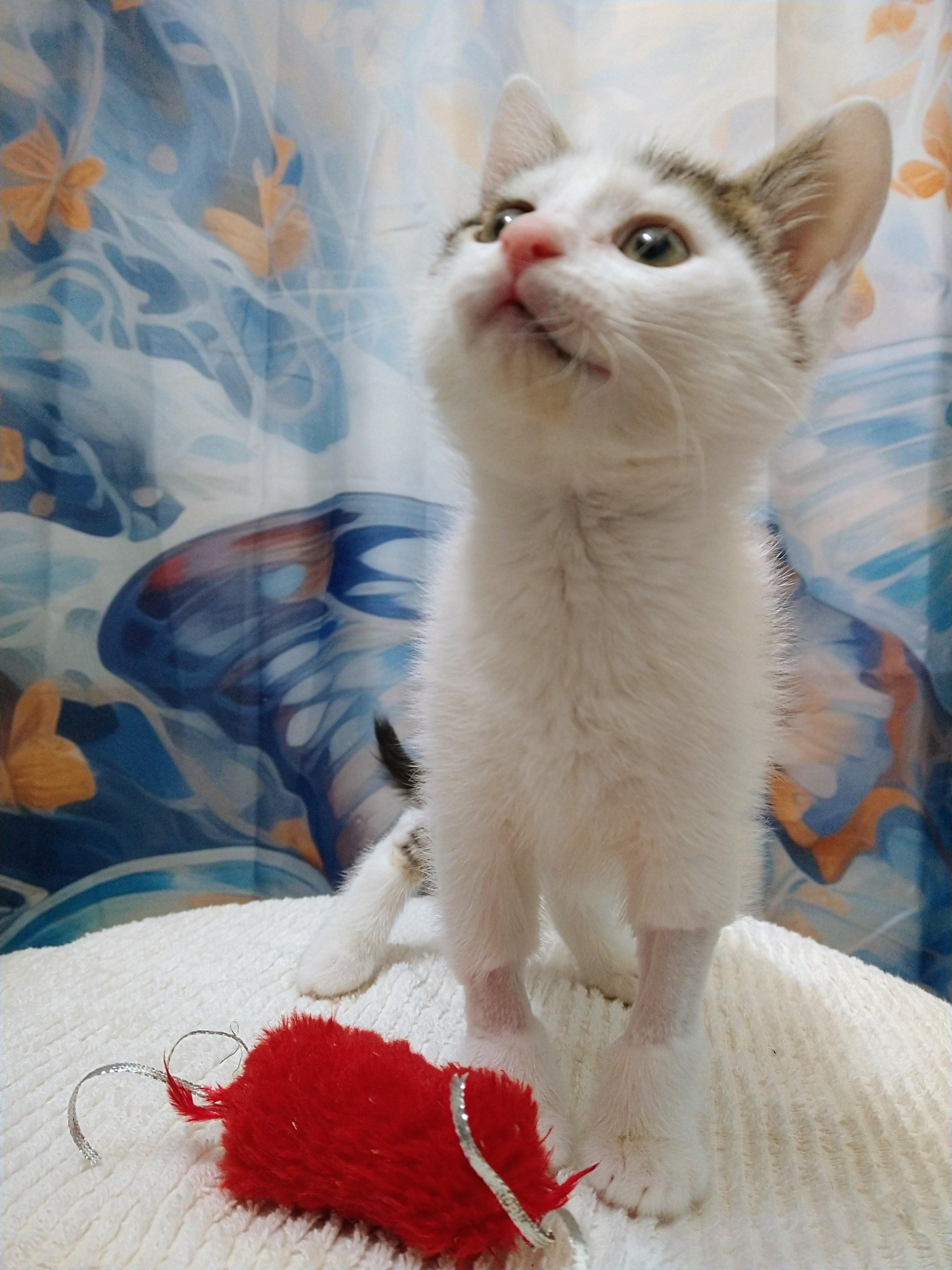 Enlarge Bowie, an adopted Domestic Short Hair in Philadelphia, PA image 2/6