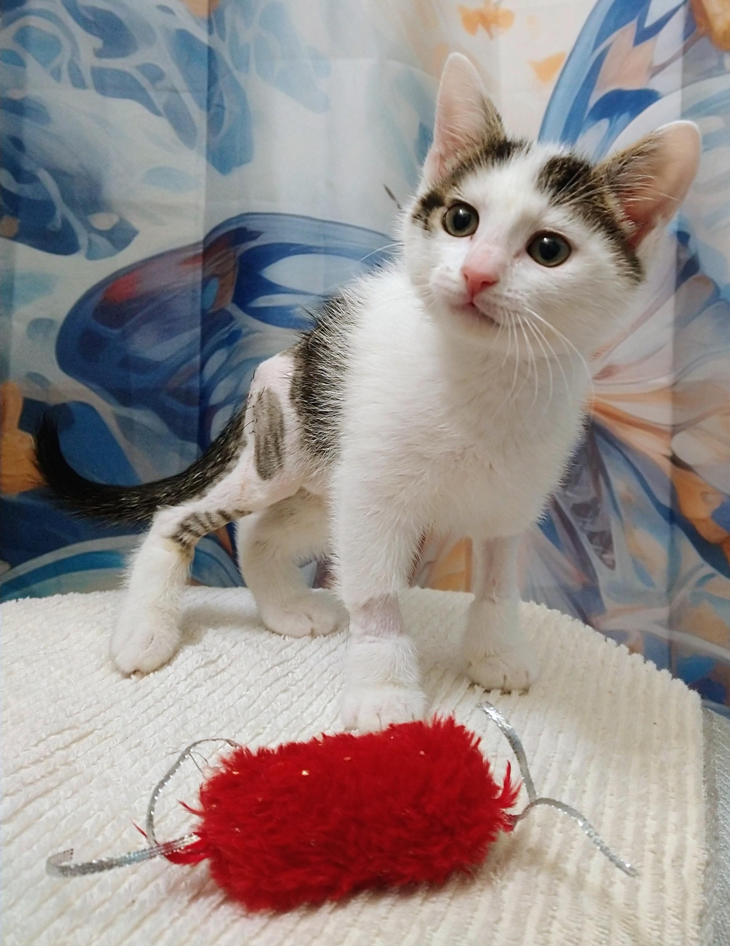 Enlarge Bowie, an adopted Domestic Short Hair in Philadelphia, PA image 3/6