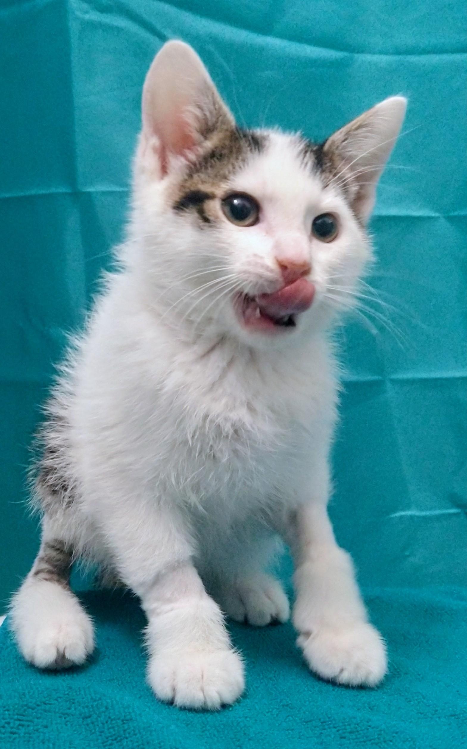 Enlarge Bowie, an adopted Domestic Short Hair in Philadelphia, PA image 4/6