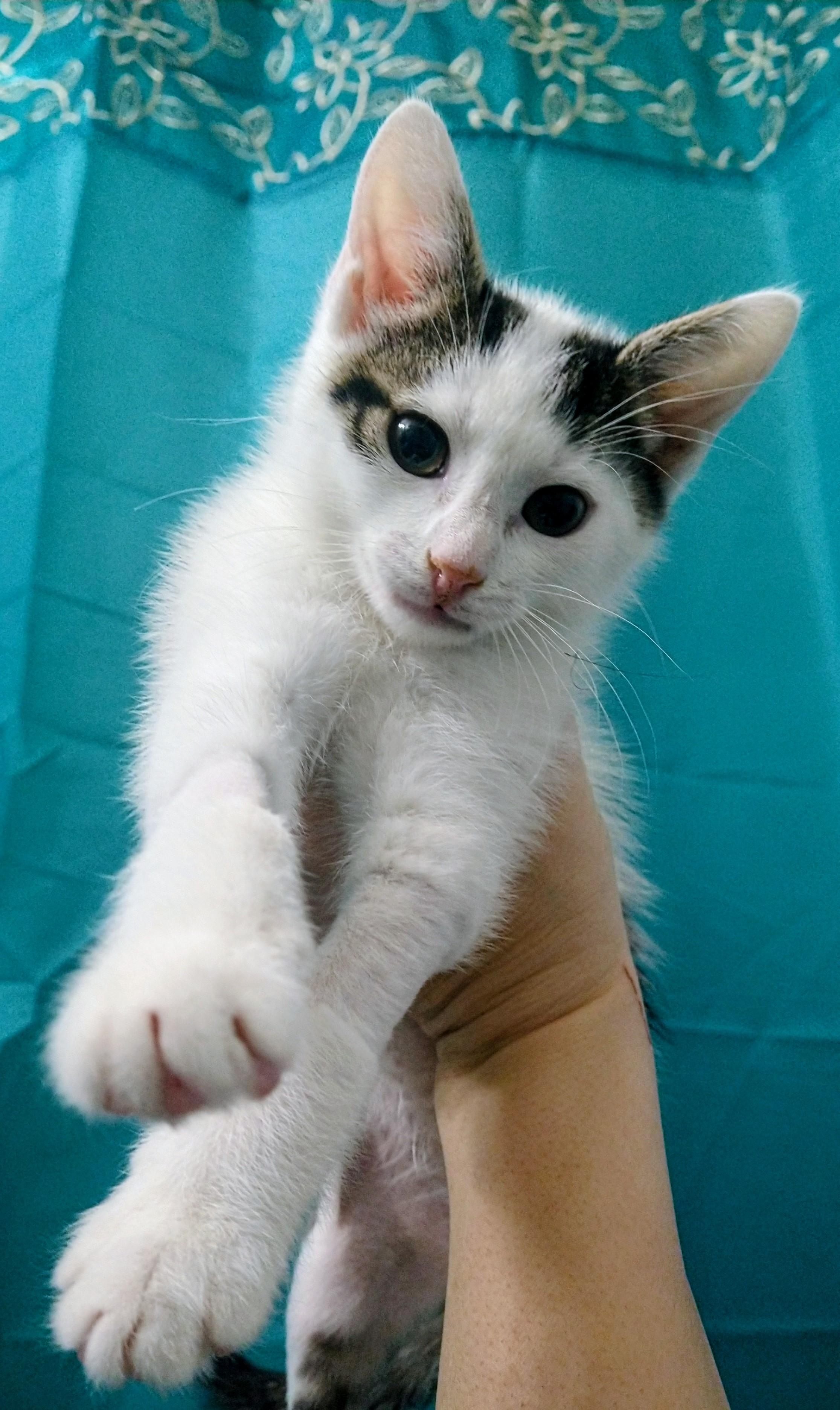 Enlarge Bowie, an adopted Domestic Short Hair in Philadelphia, PA image 5/6