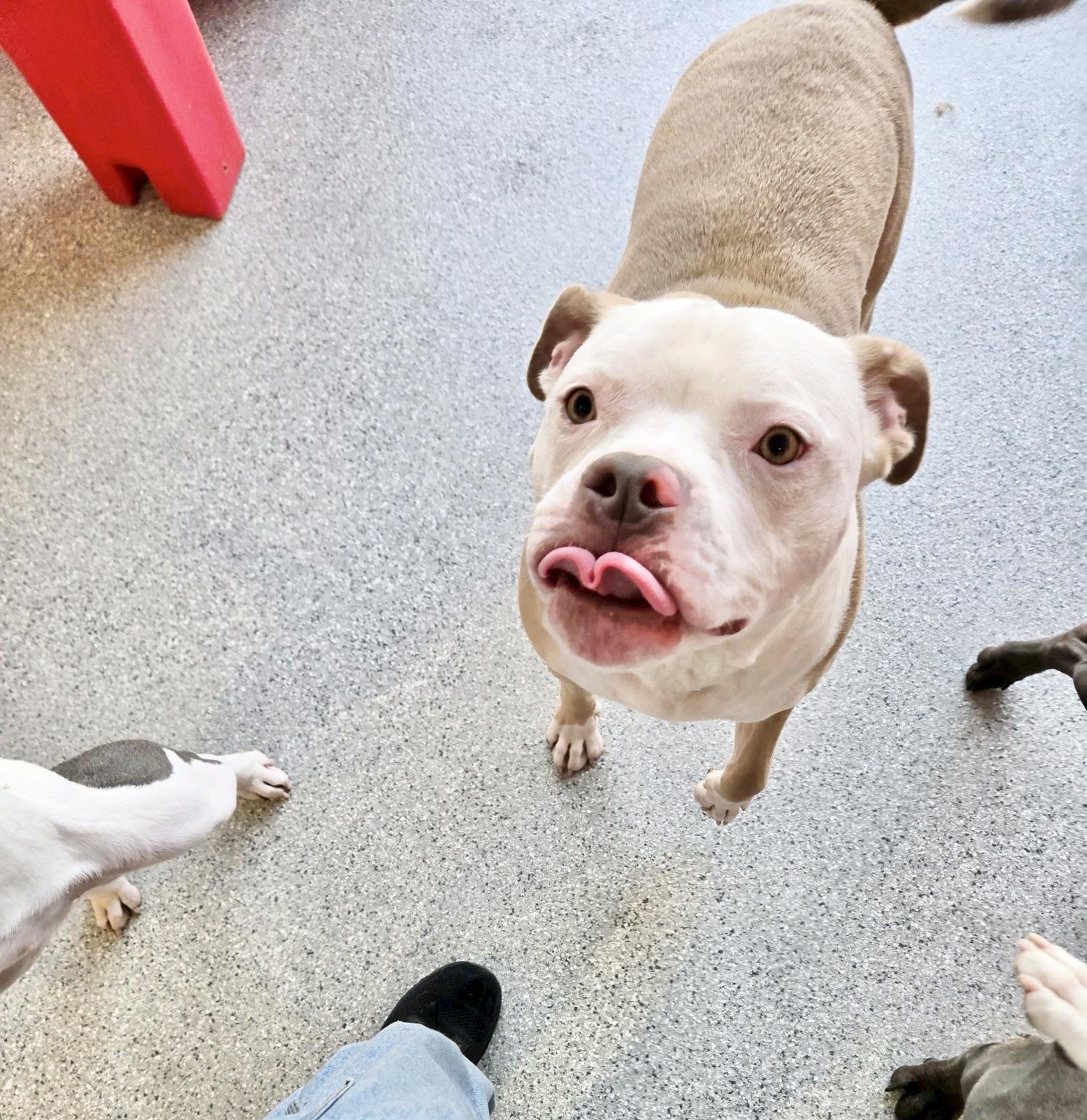 Enlarge Billy Bob, an adoptable Pit Bull Terrier in Olympia, WA image 5/6