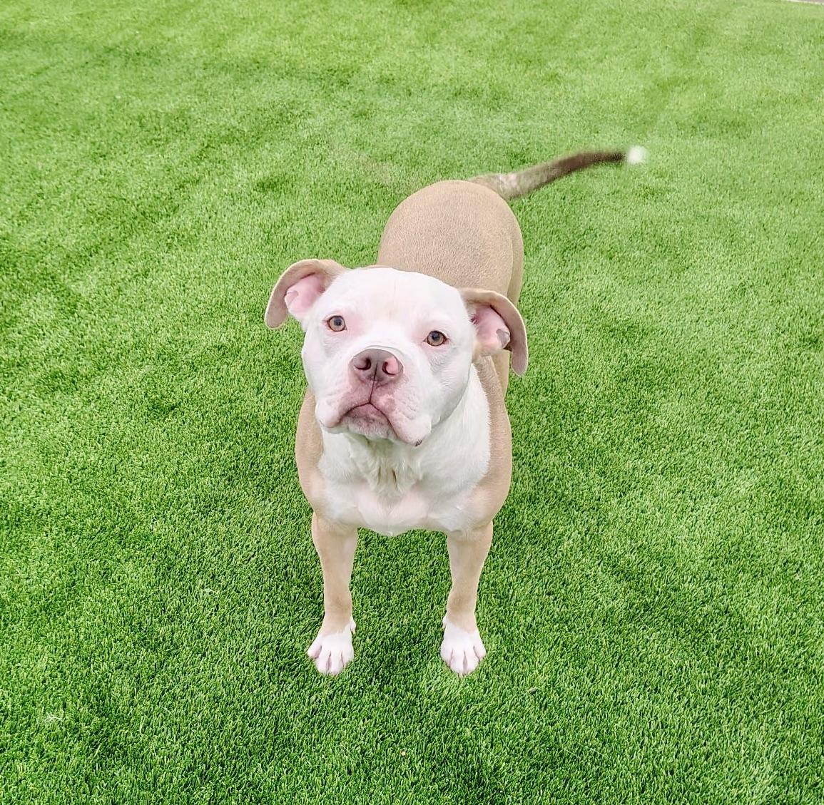 Enlarge Billy Bob, an adoptable Pit Bull Terrier in Olympia, WA image 4/6