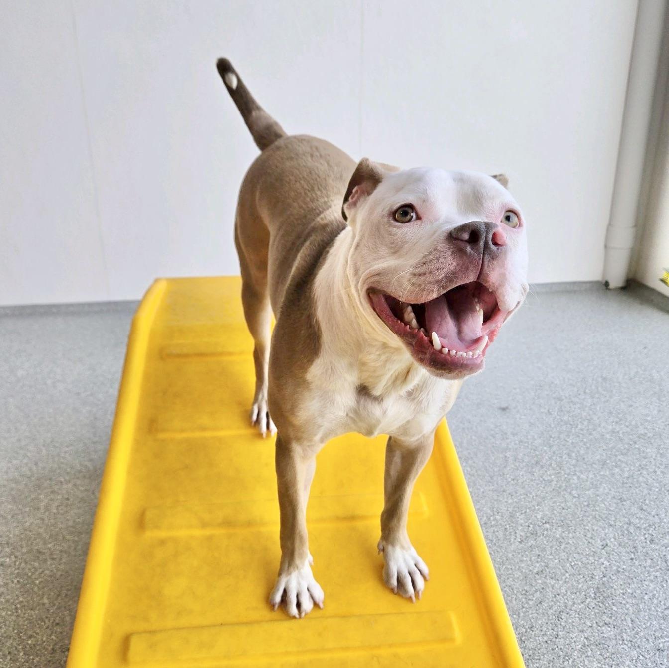 Enlarge Billy Bob, an adoptable Pit Bull Terrier in Olympia, WA image 3/6
