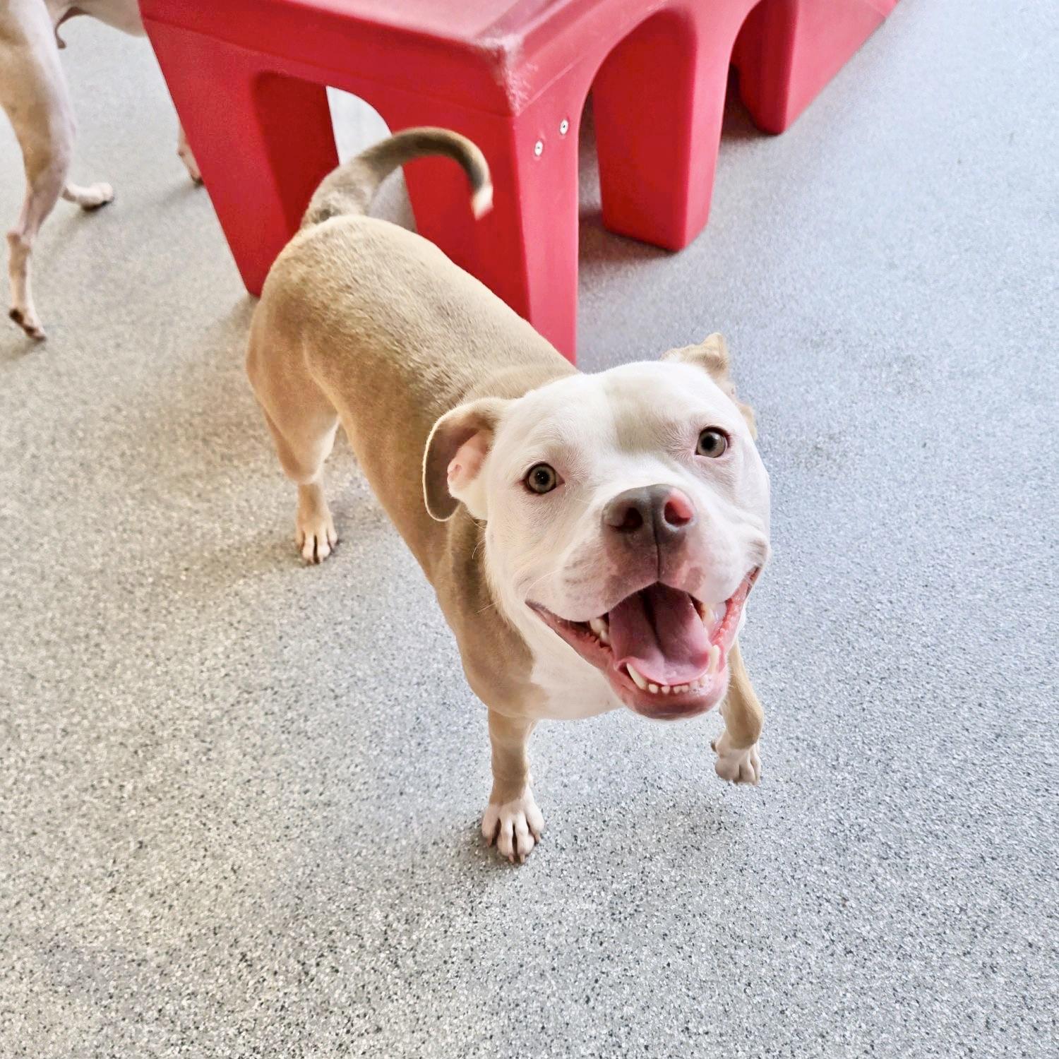 Enlarge Billy Bob, an adoptable Pit Bull Terrier in Olympia, WA image 2/6
