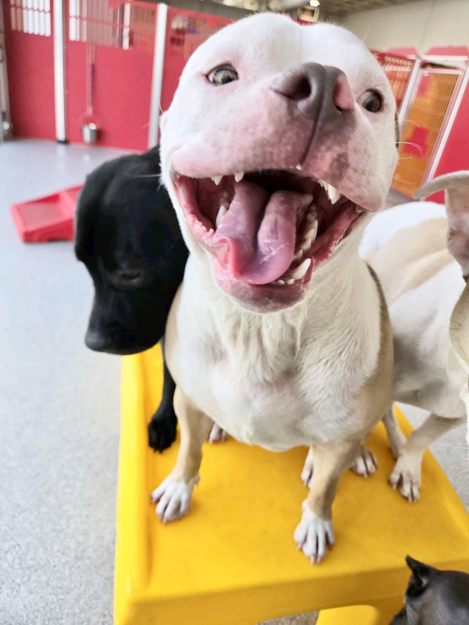 Enlarge Billy Bob, an adoptable Pit Bull Terrier in Olympia, WA image 6/6