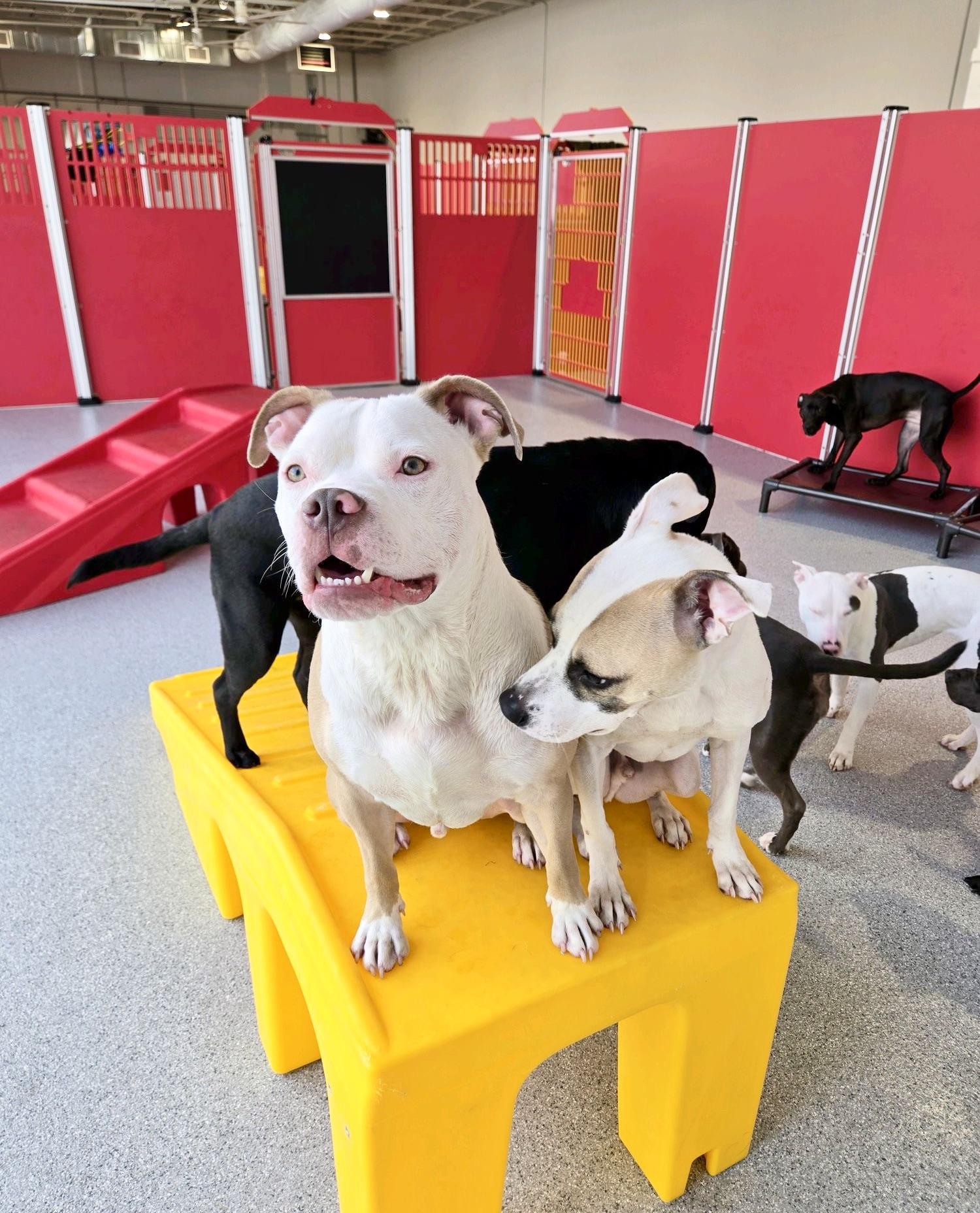 Billy Bob, adoptable, Young Male Pit Bull Terrier.