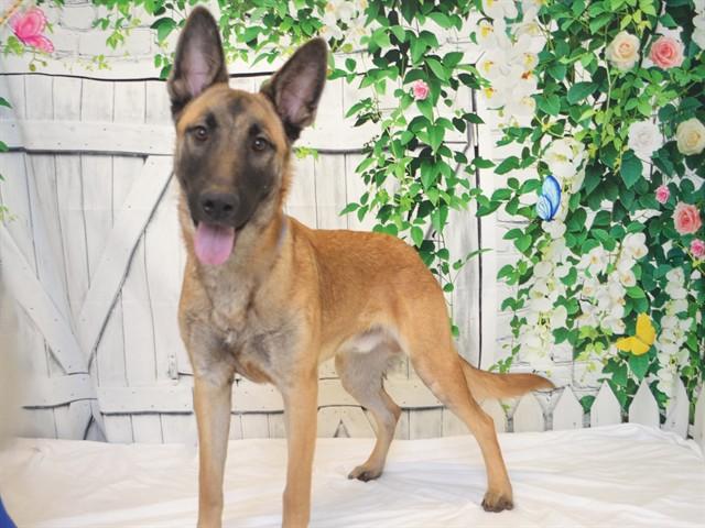 TRACKER, Adoptable, Young Male German Shepherd Dog.