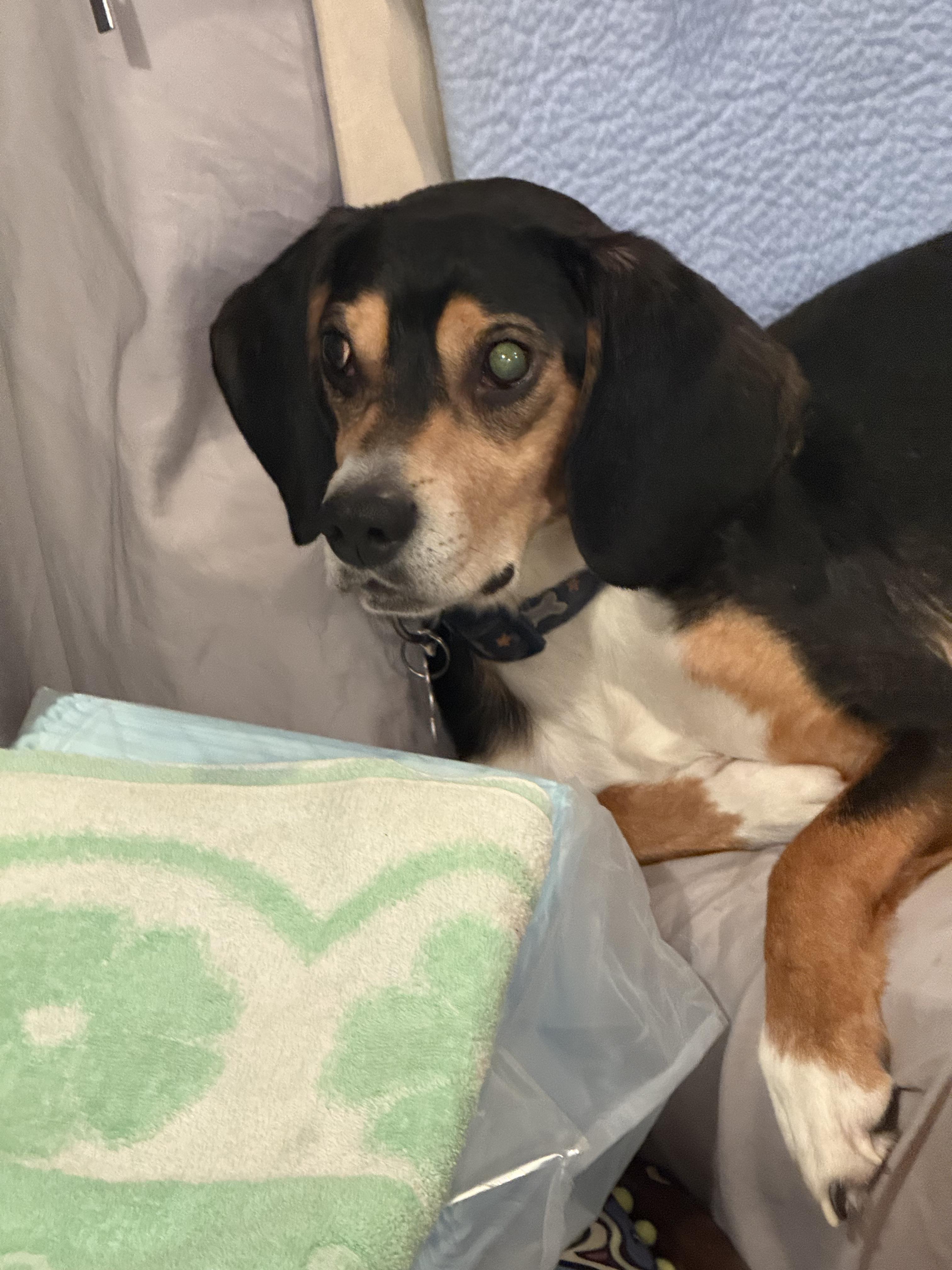 Enlarge Sampson, a ADOPTABLE mixed breed in Wingdale, NY image 4/5